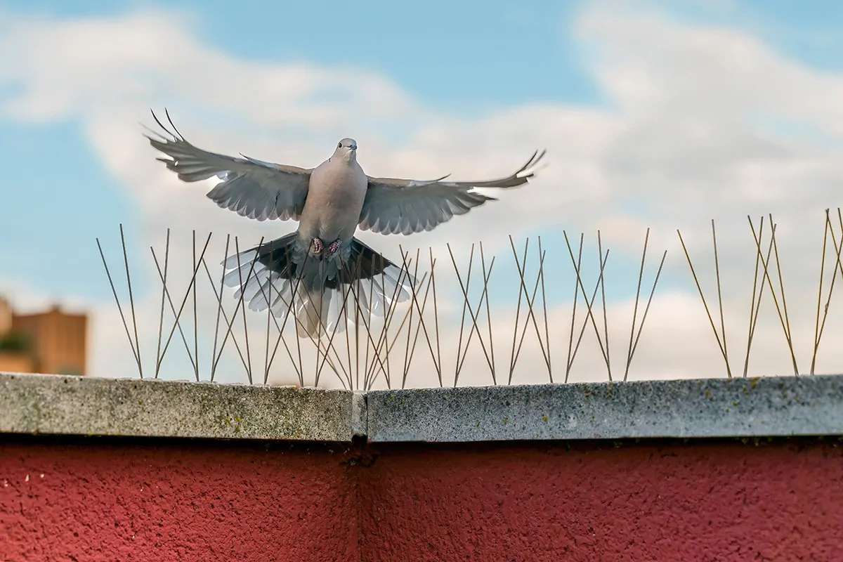 Landeversuch einer Taube auf Abwehrspikes
