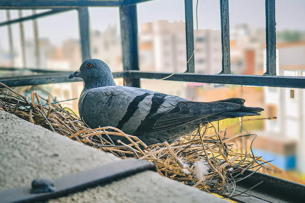 Stadttaube brütend auf Balkon
