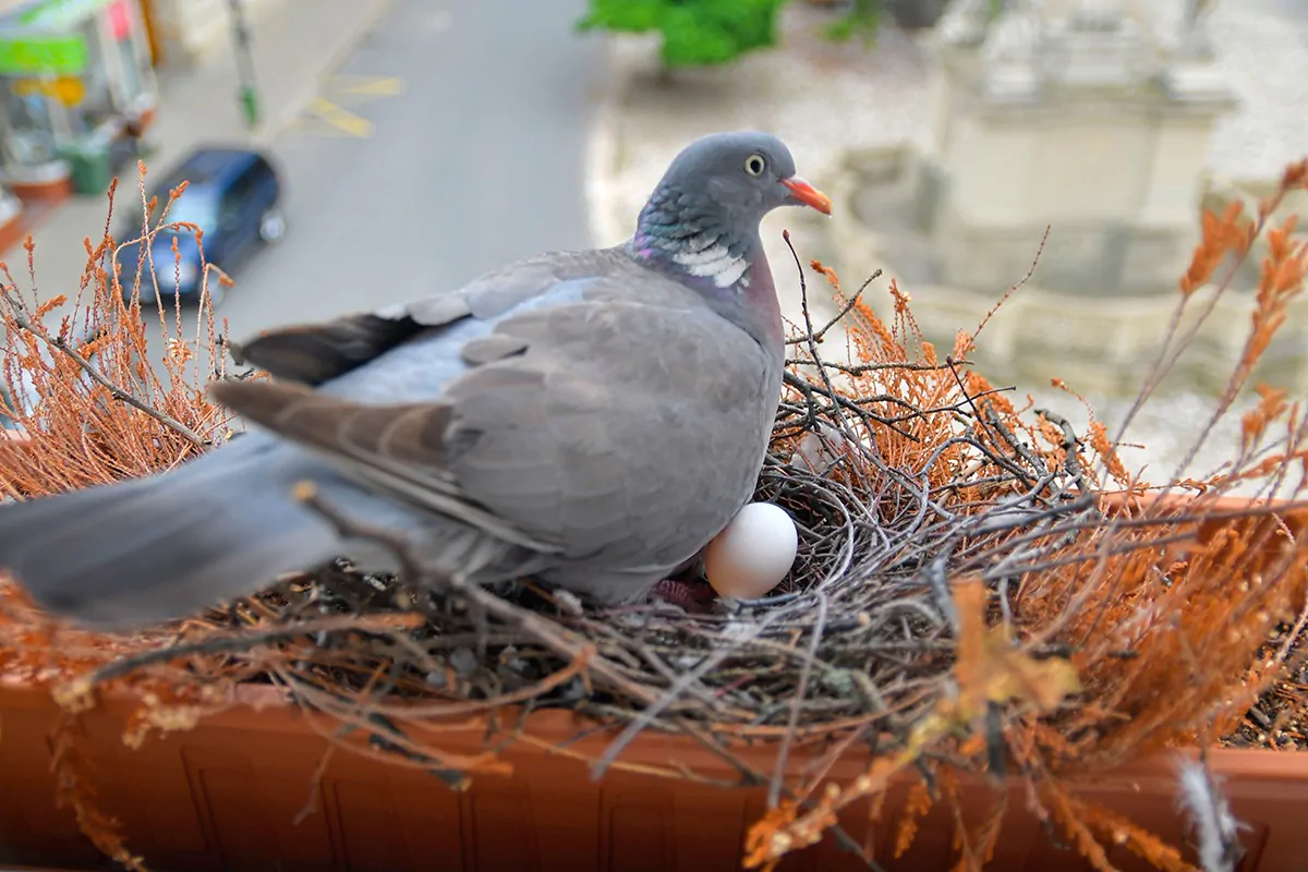 Ringeltaube brütend auf Balkon