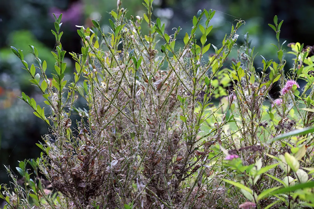 Buchsbaumbefall vom Buchsbaumzünsler