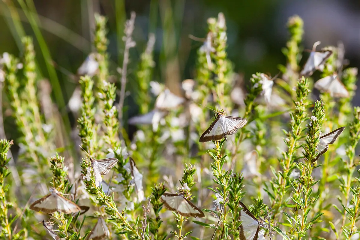 Schwarm an Buchsbaumfaltern