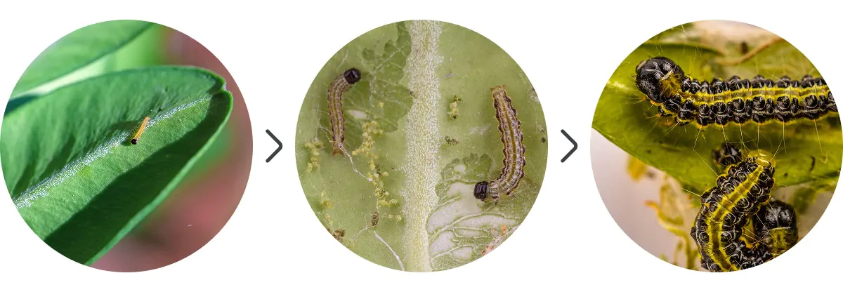 Buchsbaumzünsler als Larve und Raupe