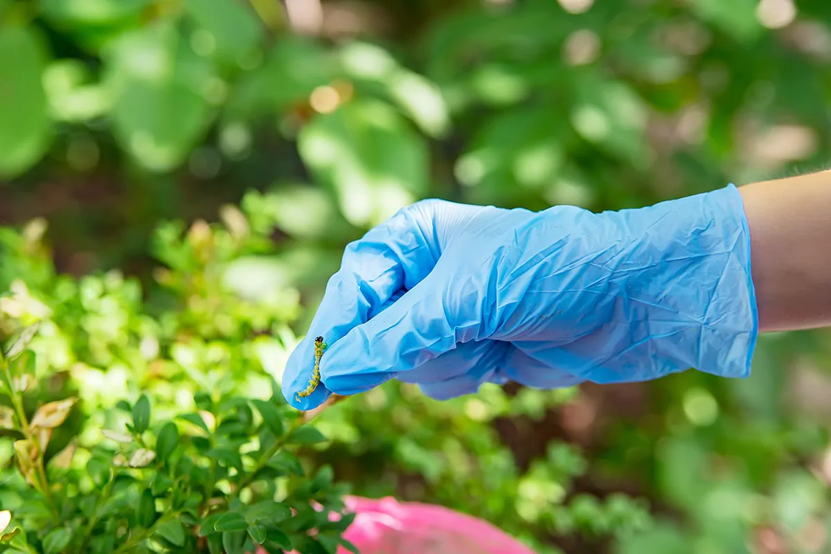 Abpflücken der Buchsbaumzünsler per Hand
