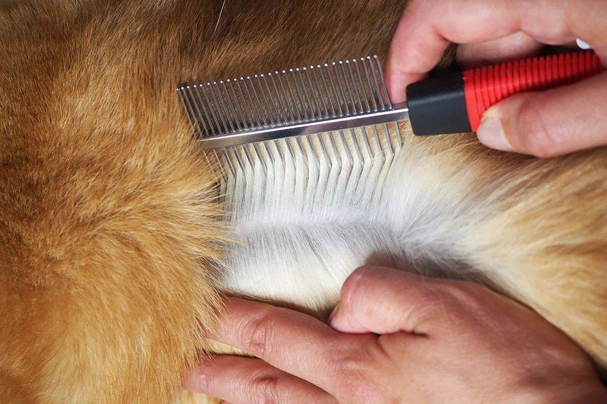 Hund wird mit einem Flohkamm auf Flöhe kontrolliert