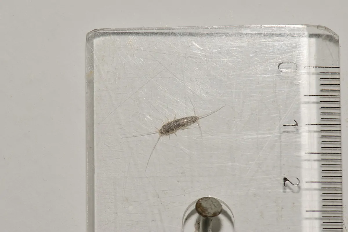 Kleiner Silberfisch unter einem Lineal zur Größenanschauung