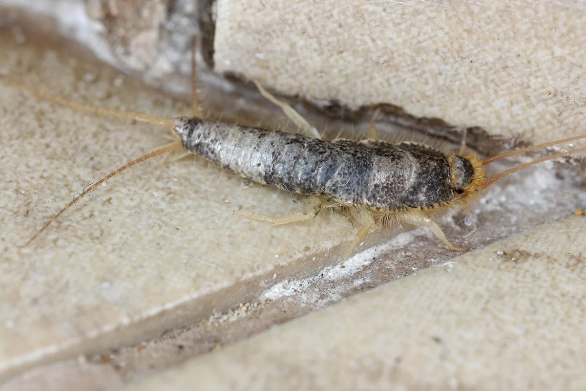 Papierfischchen kriecht an Fliesenfugen
