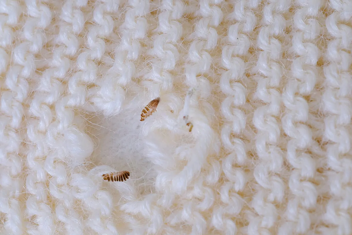 Kleine Motten zernagen einen Wollpullover