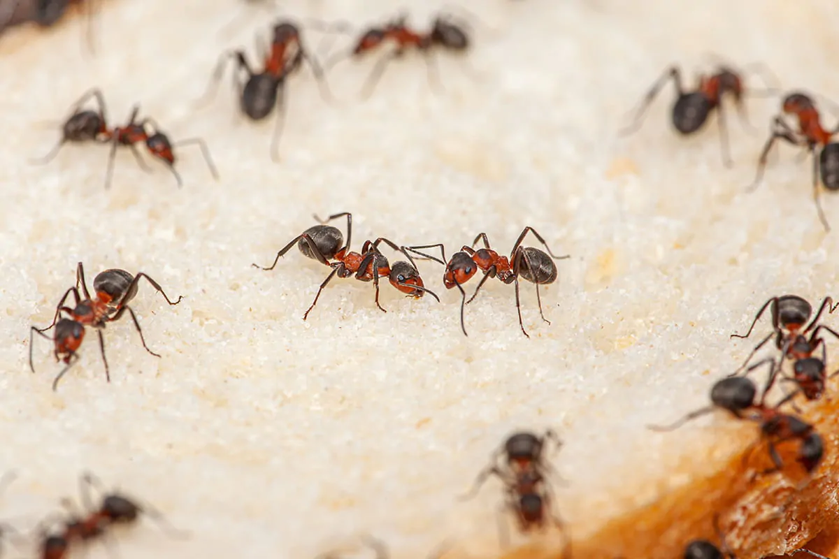 Ameisen auf einer Scheibe Weißbrot