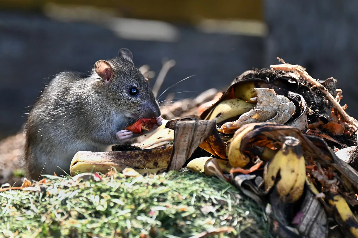 Maus sitzt auf einem Komposthaufen und nagt an Obstschalen