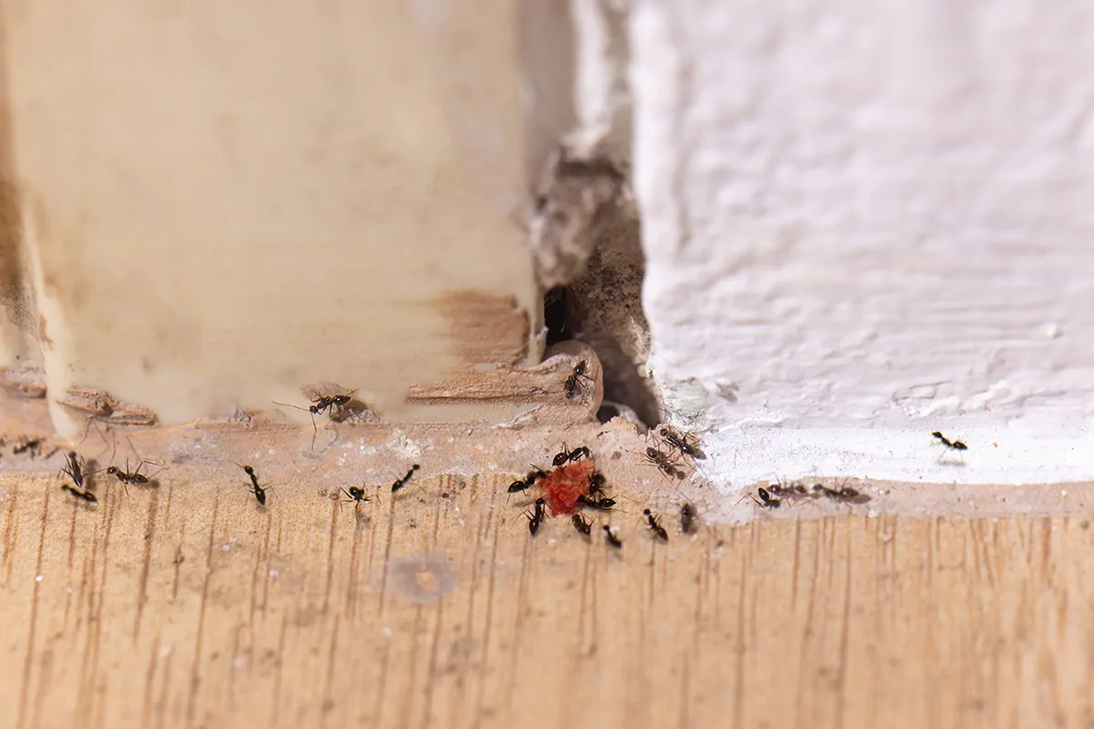 Kleine Ameisen gelangen über einen Spalt in der Wand ins Haus und verschleppen Futter