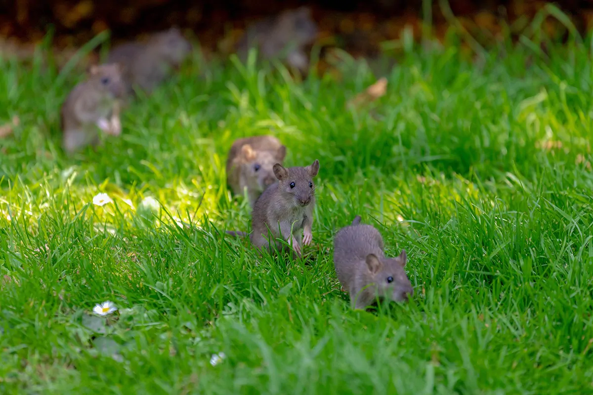 Mehrere Mäuse laufen hintereinander im dichten Gras im Garten