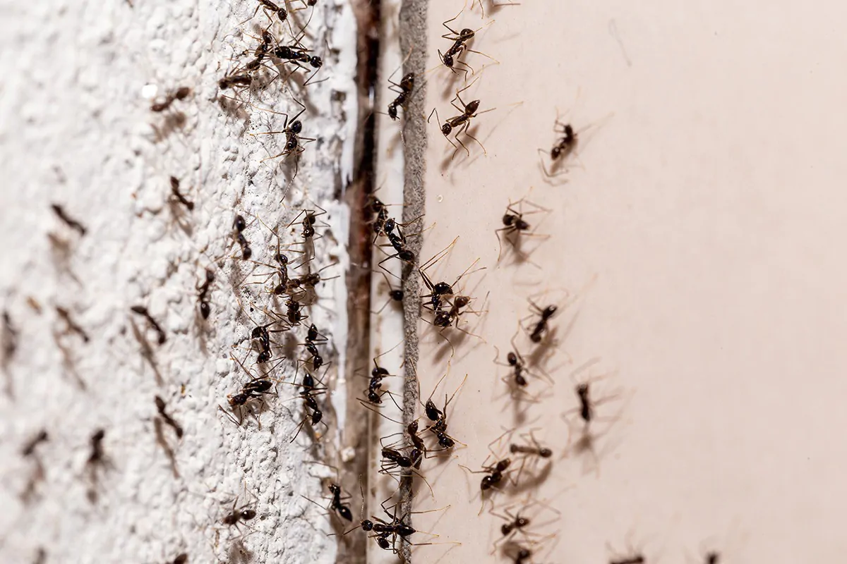 Ameisen tummeln sich an einer Wand mit einem Wandspalt