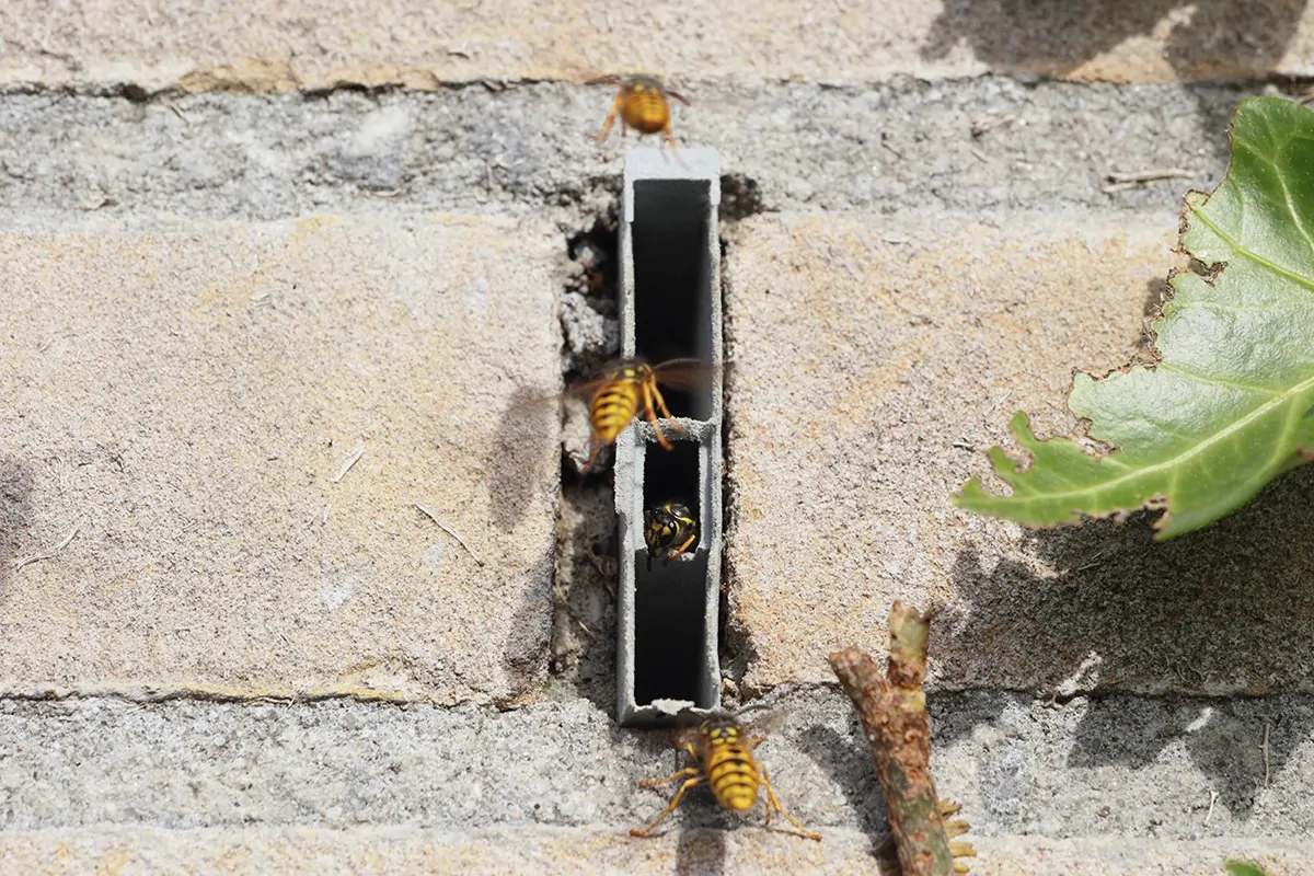 Wespen fliegen in einen Spalt im Mauerwerk am Haus