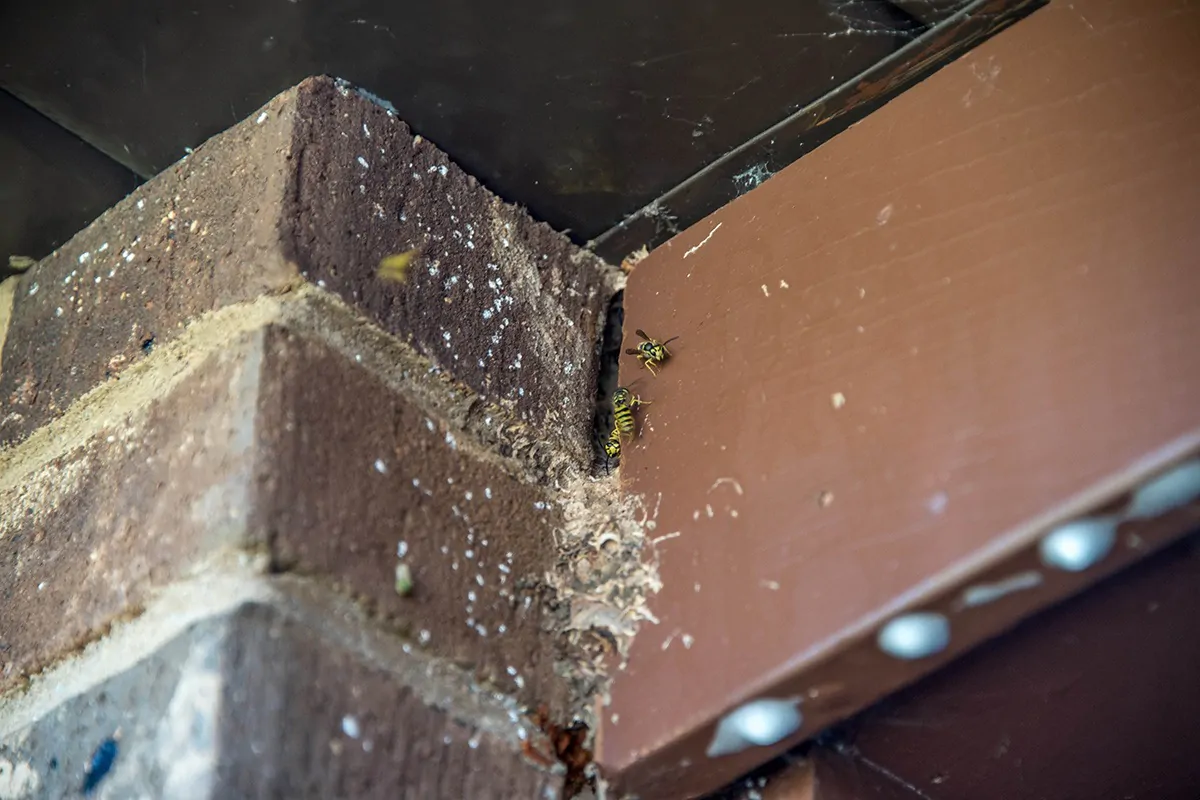 Wespen finden einen Platz für ihr Nest zwischen einem Holzpanel und dem Mauerwerk am Haus