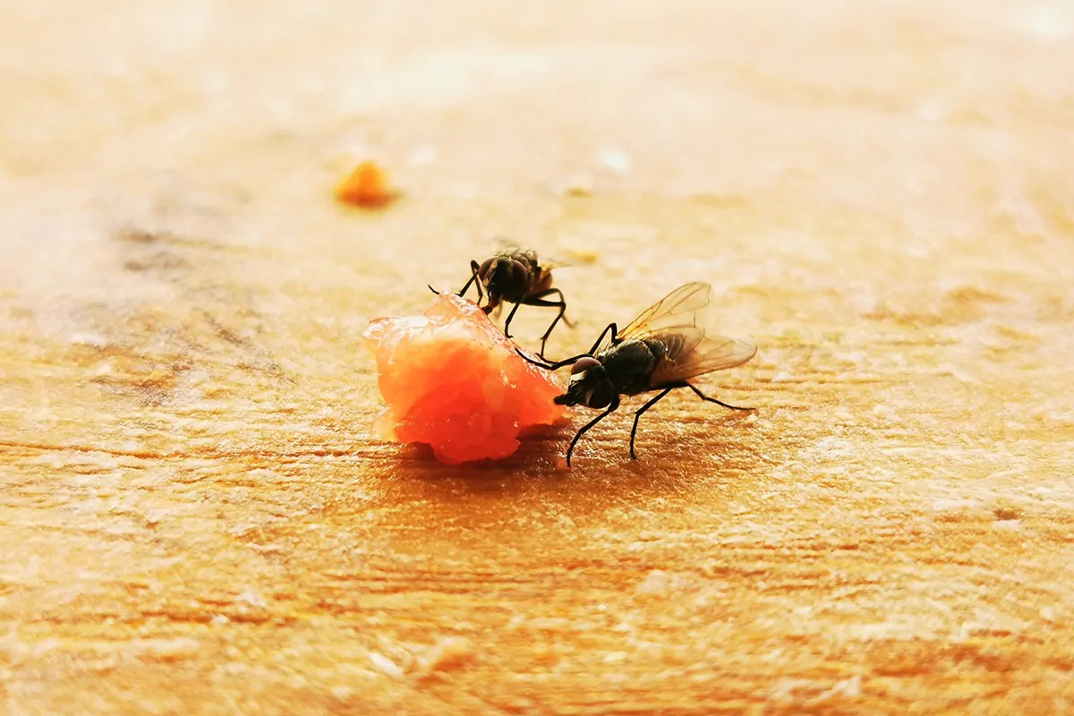 Ein kleiner Krümel reicht, und die Fliegen sind da: Hygiene ist das A & O in der Schädlingsprävention