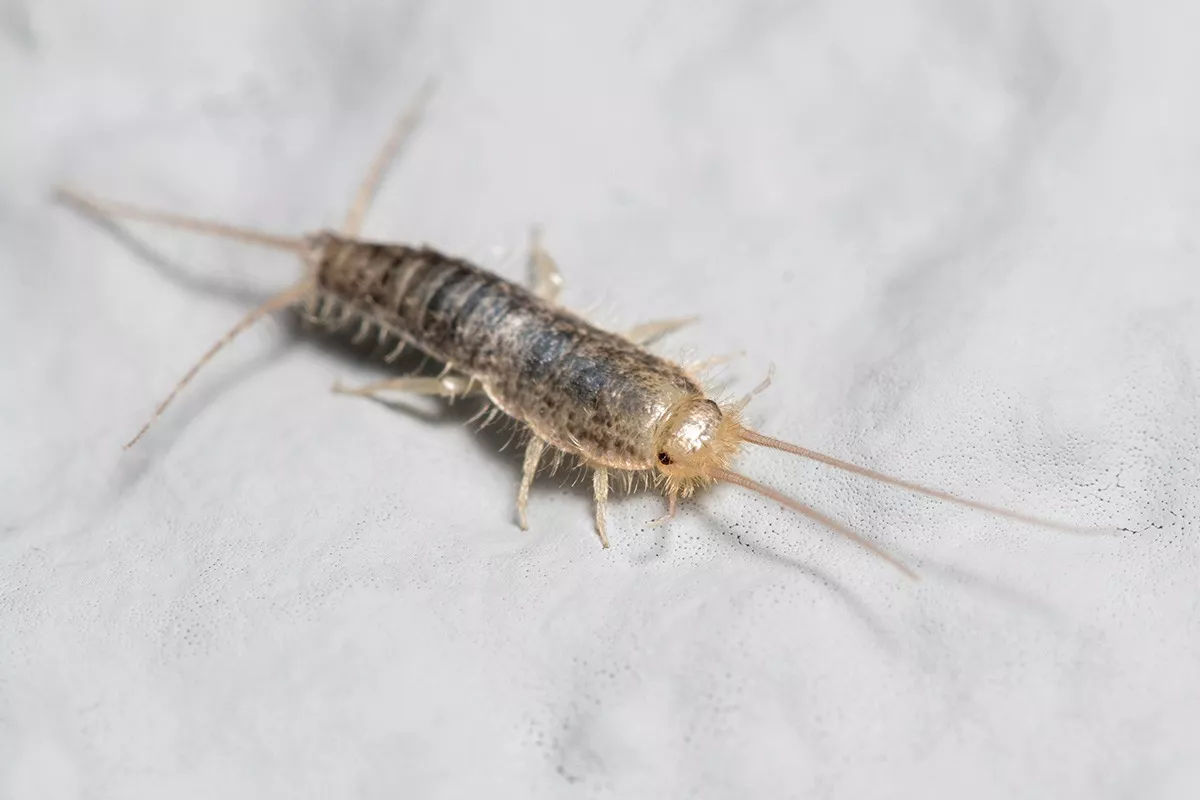 Silberfischchen gedeihen am besten bei Temperaturen von 25 bis 30 °C und 80 bis 90 % Luftfeuchtigkeit