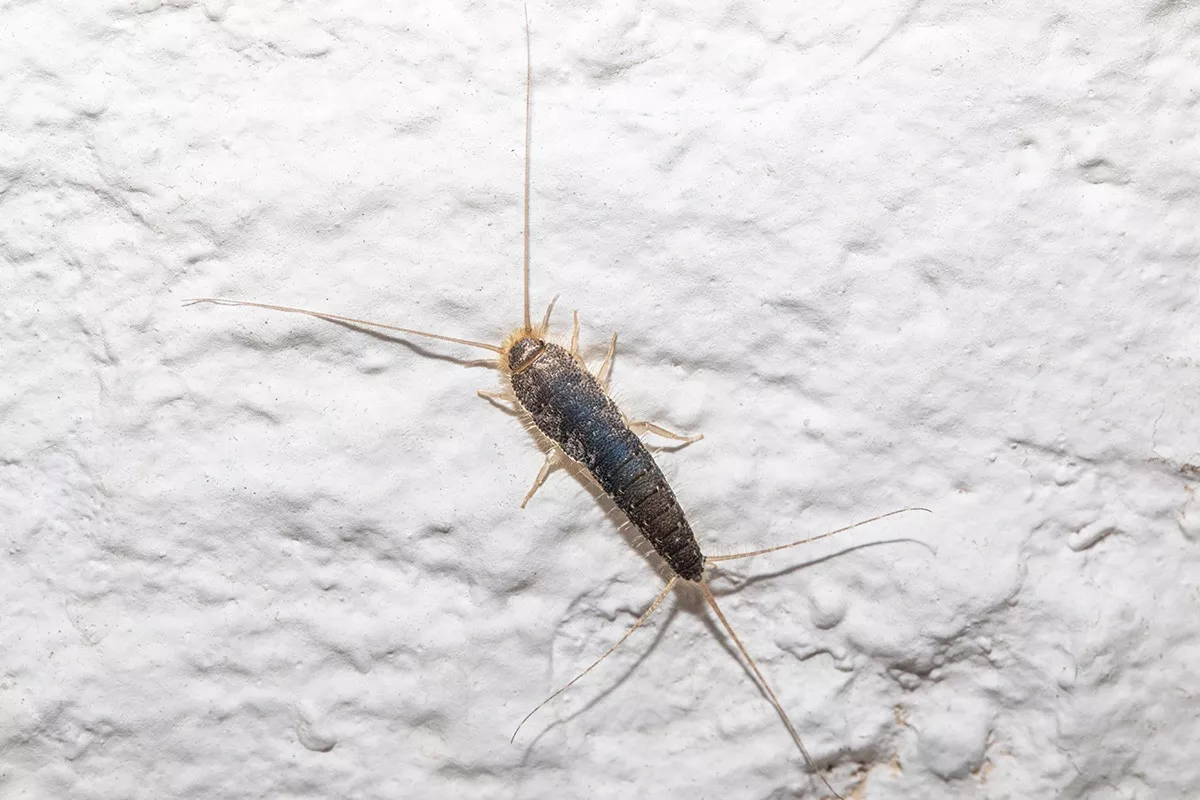 Eng verwandt ist das Papierfischchen (Ctenolepisma longicaudatum), das im Unterschied zum Silberfischchen auch trockenere Räume verträgt und deshalb bei bereits getrockneten Neubauten vorkommen kann. Papierfischchen werden durch Kartonagen und Füllmaterial in den Neubau eingeschleppt