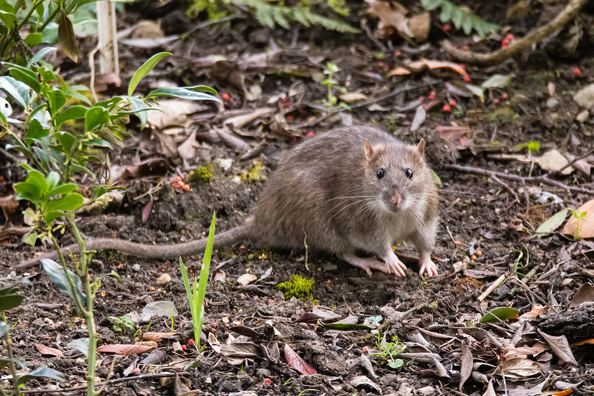 Ratte im Garten