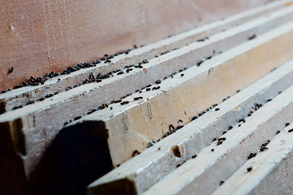 Kotspuren von Ratten