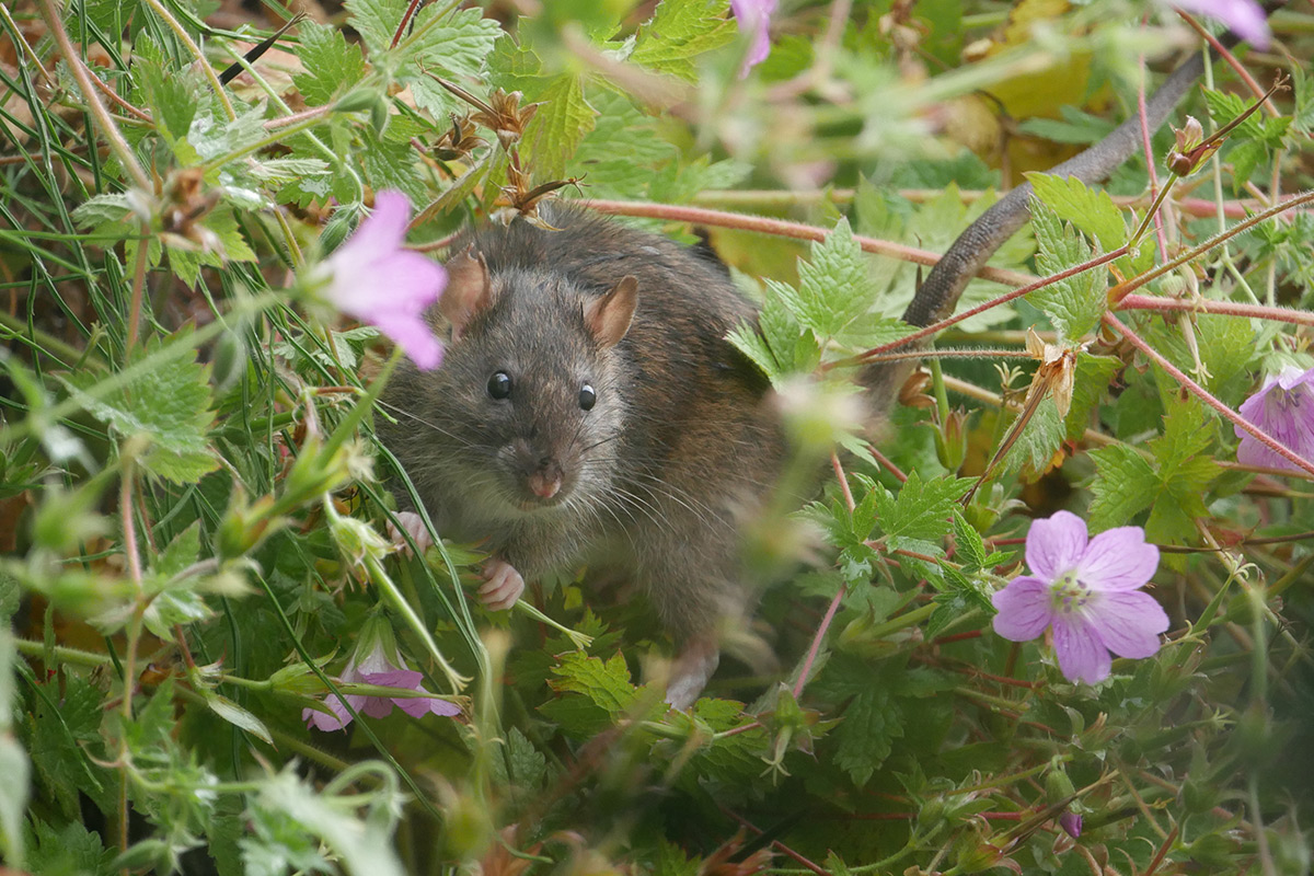 Ratte zwischen Blumen im Garten