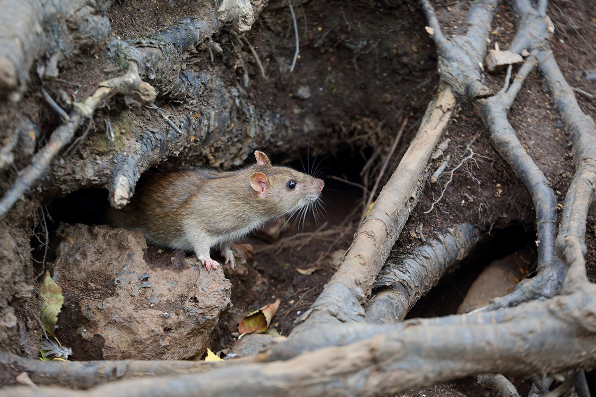 Ratte versteckt sich