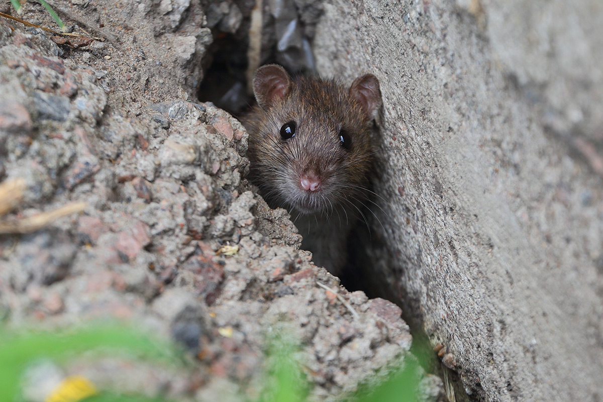 Ratten passen durch kleinste Ritzen